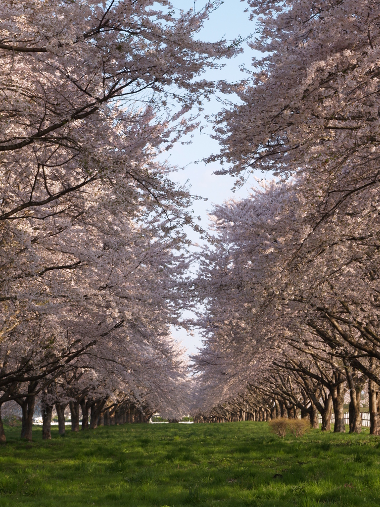 桜回廊②