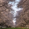 桜回廊②