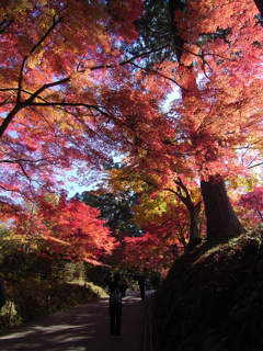 紅葉狩り_中尊寺⑤