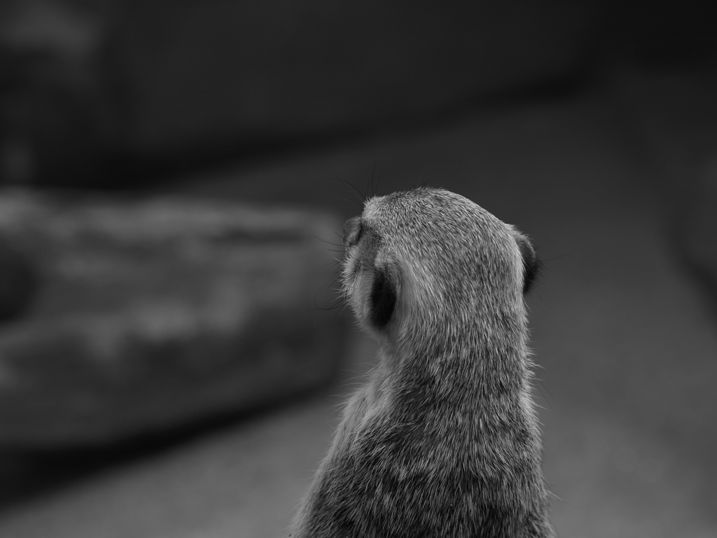 モノクロ毛並み