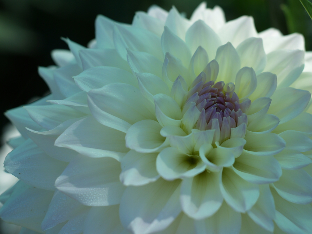 秋晴れ「秋田国際ダリア園」⑥