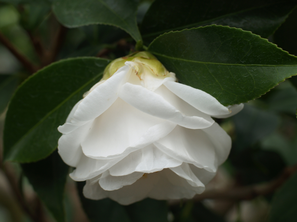 三陸・大船渡つばきまつり⑤