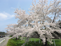 小岩井渋滞