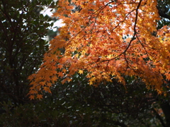 昭和記念公園⑤
