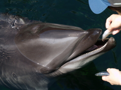 しながわ水族館①