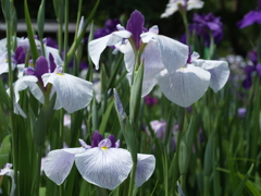 硬いつぼみと柔らかな花弁