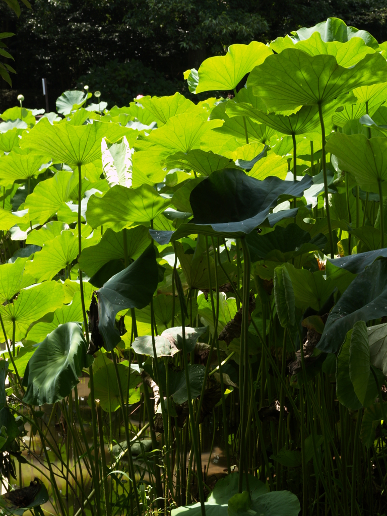 蓮に自然を見る②