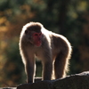 5M機で動物公園①