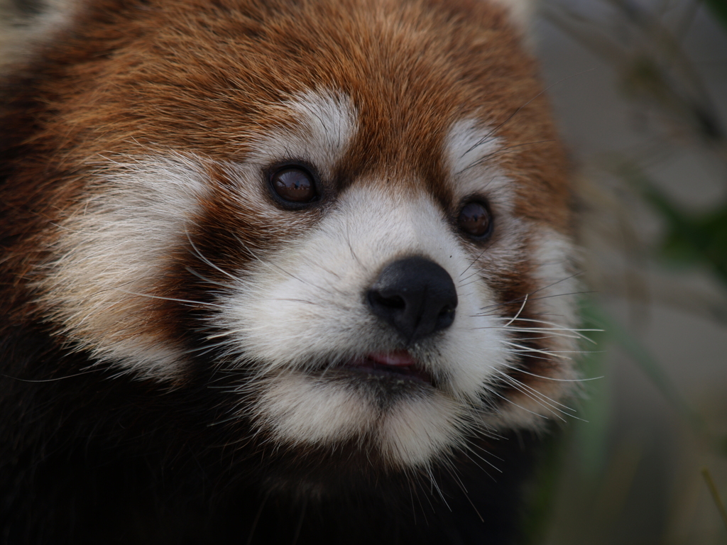 秋田_雪の動物園⑯