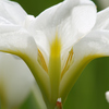 花菖蒲の見方④