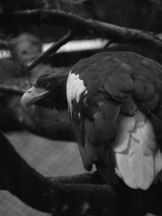 モノクロ生命⑭