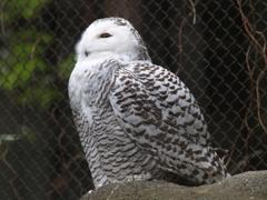 振り返り動物園⑨