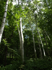 林で見た光景