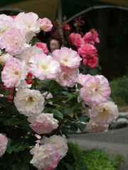 花巻温泉バラ園⑩