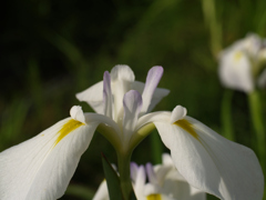 花菖蒲の見方⑥