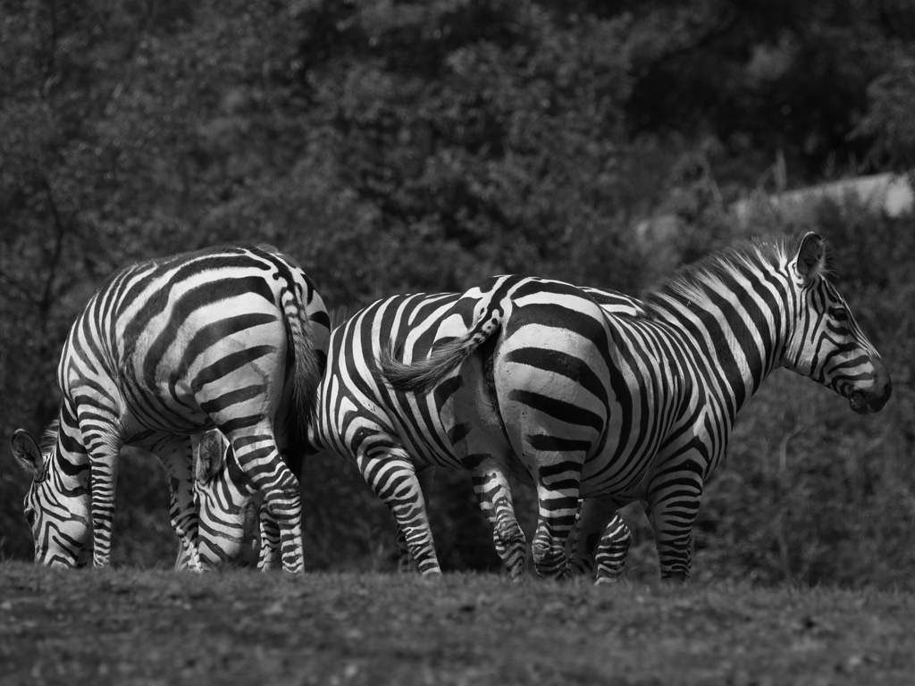 モノクロ生命③