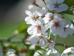 春・桜・光・喜び