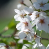 春・桜・光・喜び
