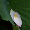 千秋公園⑧