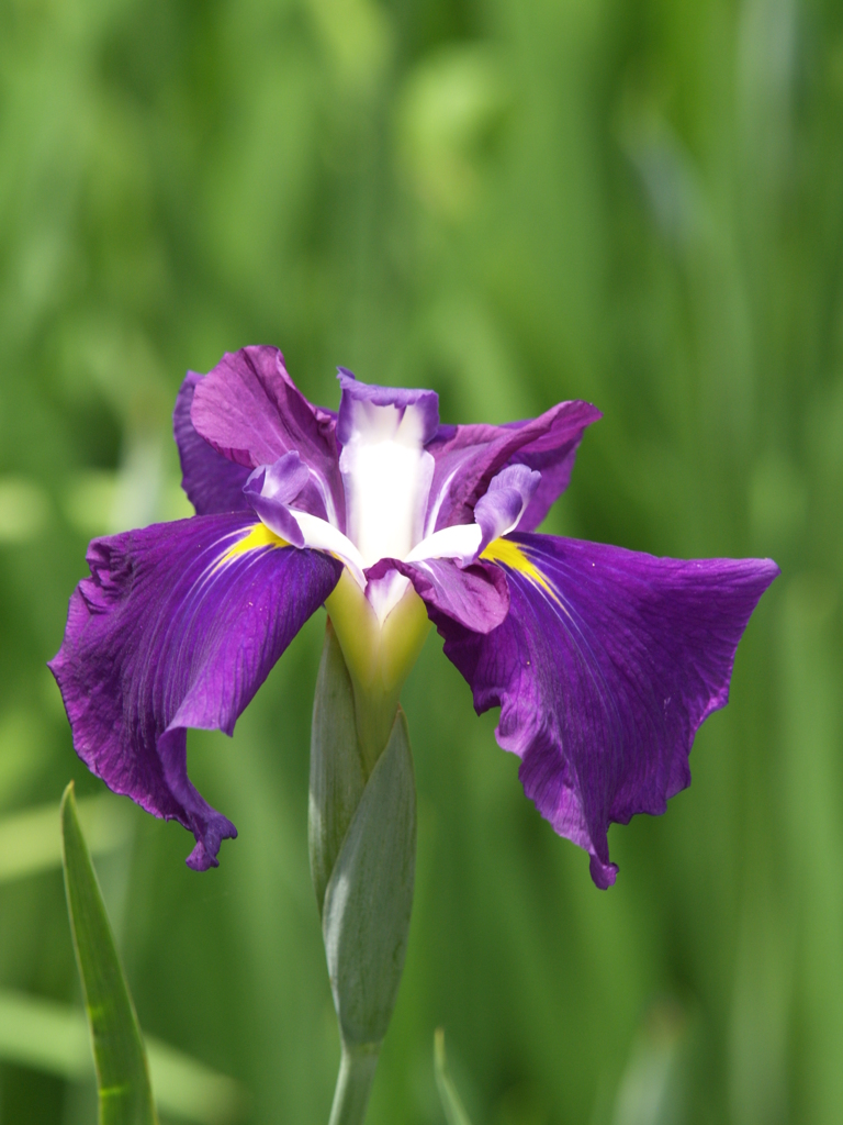 花菖蒲の季節④