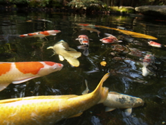 水の中③