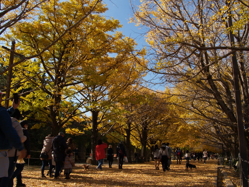 昭和記念公園④