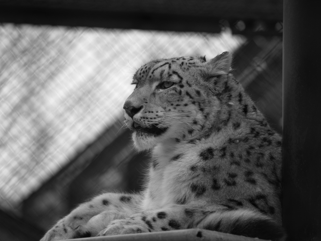 秋田_雪の動物園⑰