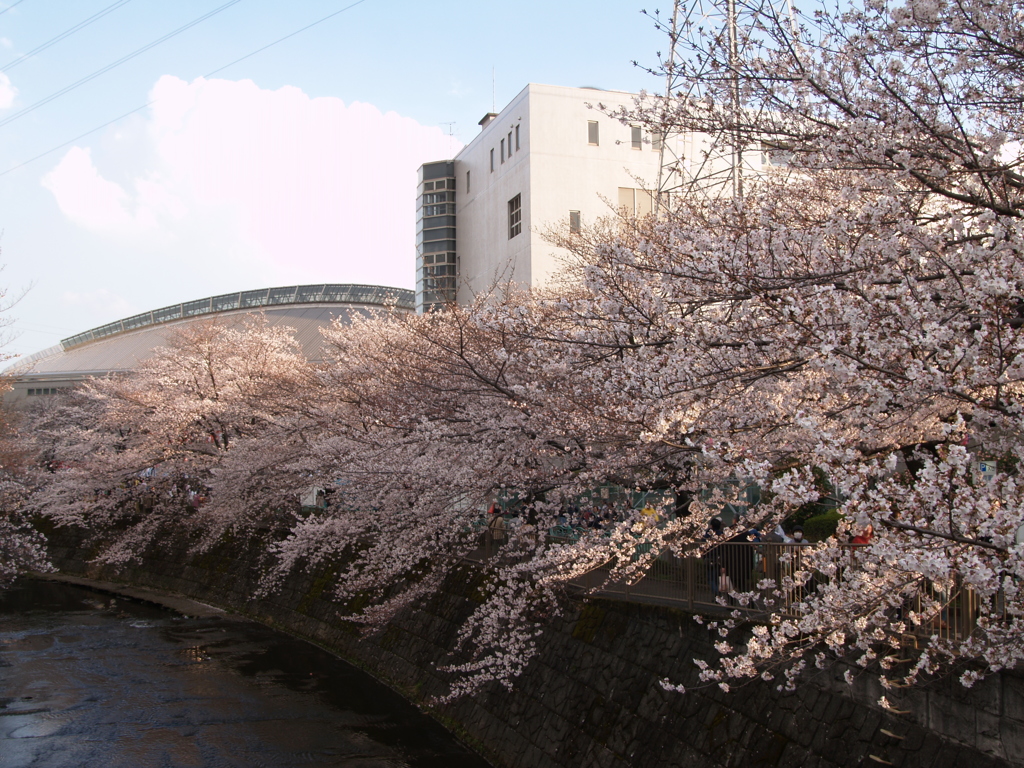 市街地の桜①