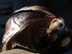 秋晴れZOO③