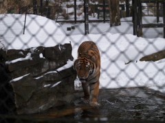 秋田_雪の動物園⑧