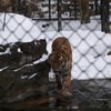 秋田_雪の動物園⑧