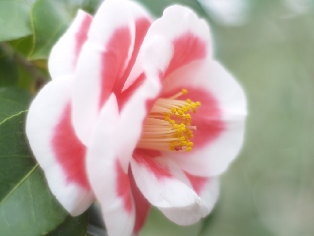 三陸・大船渡つばきまつり⑥