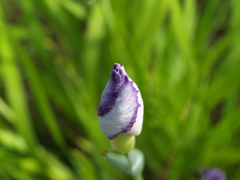 花菖蒲の見方①