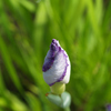 花菖蒲の見方①
