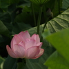 千秋公園②