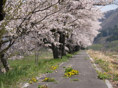 春の陽はどこへ①