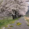 春の陽はどこへ①