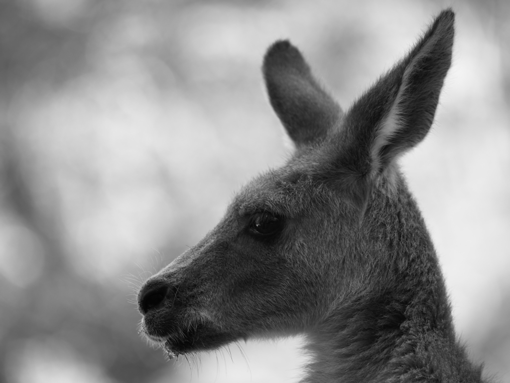 前足ペロペロ②