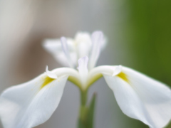 晴天下の花菖蒲⑤