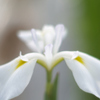 晴天下の花菖蒲⑤