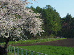 小岩井農場　柵例①