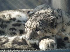 秋田_雪の動物園⑥