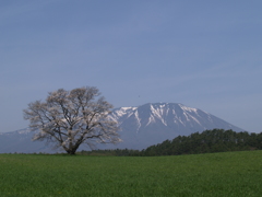 来年は咲いてくれ