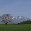 来年は咲いてくれ