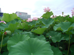 夏の緑①