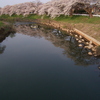 氾濫の川に春の訪れ