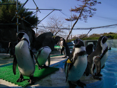 動物園散歩③