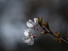その桜に奥行きはあるか