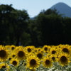 kodakで見た夏④