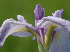 花菖蒲の季節